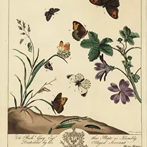 Butterfly Art Prints: Grizzled Skipper
