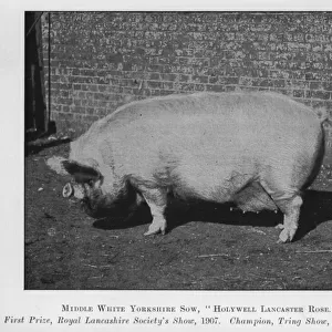 Middle White Yorkshire Sow, Holywell Lancaster Rose, First Prize, Royal Lancashire Societys Show, 1907, Champion, Tring Show, 1907 and 1908 (b / w photo)