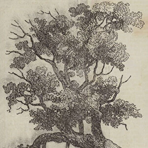 Miltons Mulberry Tree (engraving)