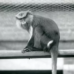 A Mona Monkey sitting on a horizontal pole in its enclosure at London Zoo in September