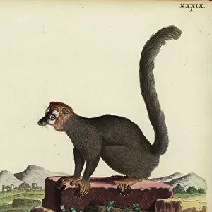 Lemuridae Collection: Mongoose Lemur