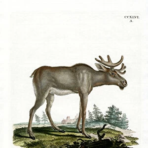 Moose (coloured engraving)