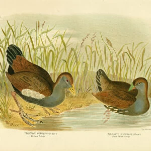 Rallidae Collection: Black Tailed Nativehen