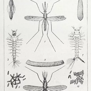 Mosquitoes (litho)