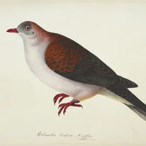 Pigeons Collection: Mountain Imperial Pigeon