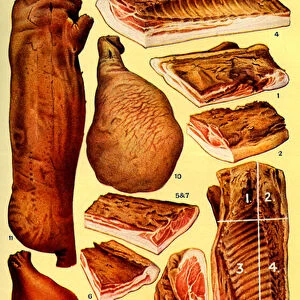 Mrs Beetons cookery book illustration, 1861 (print)
