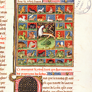 Ms 399 fol. 241 The Properties of Animals, from Livre des Proprietes des Choses