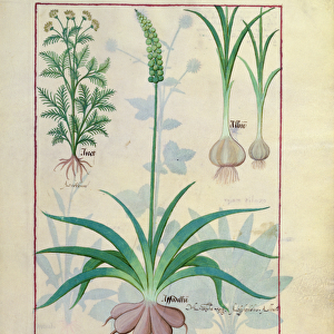 Ms Fr. Fv VI #1 fol. 119r Garlic and other plants, illustration from The Book