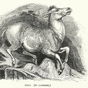 Mule, by Landseer (engraving)