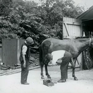 A Mule being shod at London Zoo in 1924 (b / w photo)