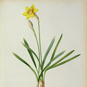 Narcissus Gouani, from Les Liliacees, 1805 (coloured engraving)