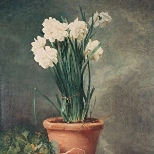 Narcissus and Radishes (oil on canvas)
