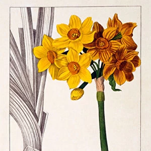 Narcissus tazetta, 1836 (hand-coloured engraving)