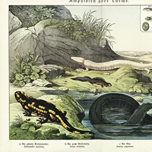 Newts Collection: Eastern Newts