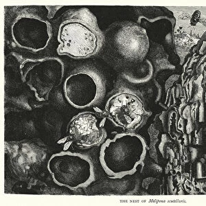 The Nest of Melipona scutellaris (engraving)