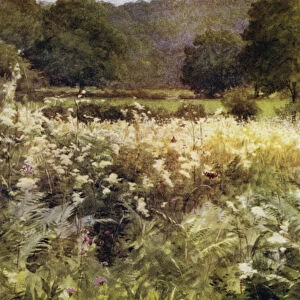 The New Forest: Meadow Sweet near Royden (colour litho)