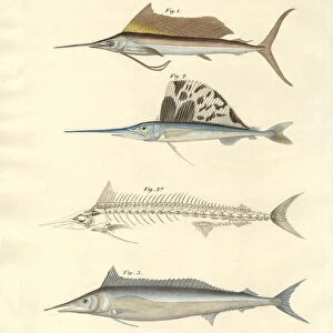 New mackerel-like fish (coloured engraving)