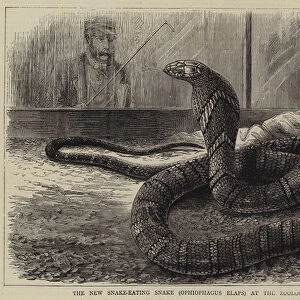 The New Snake-Eating Snake (Ophiophagus elaps) at the Zoological Gardens (engraving)