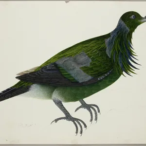 Pigeons Collection: Nicobar Pigeon