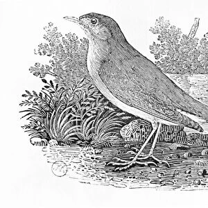 The Nightingale (Luscinia megarhynchos) from the History of British Birds Volume I, pub