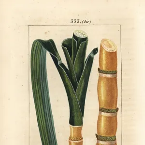 Noble cane - Sugar cane, Saccharum officinarum, stalk and leaf. Handcoloured stipple copperplate engraving by Lambert Junior from a drawing by Pierre Jean-Francois Turpin from Chaumeton, Poiret and Chamberets "La Flore Medicale