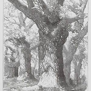 Oak, scene in Sherwood Forest (litho)