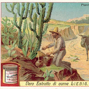 Obtaining water from a cactus in the desert (chromolitho)