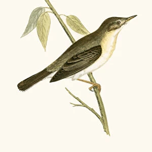 Old World Warblers Collection: Olivaceous Warbler