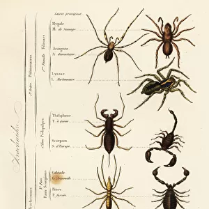 Orders of Arachnids