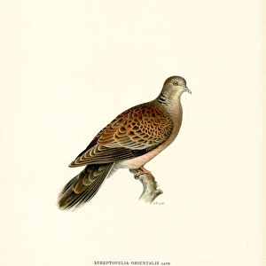 Doves Antique Framed Print Collection: Oriental Turtle Dove
