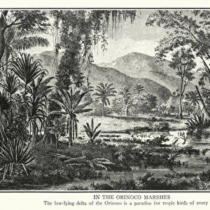 In the Orinoco Marshes (litho)