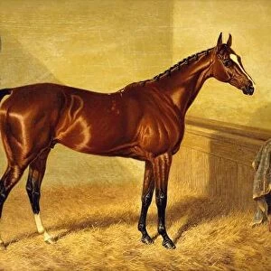 Orlando, a Bay Racehorse in a Loosebox, 1845 (oil on panel)