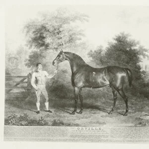 Orville, foaled 1799 (b / w photo)