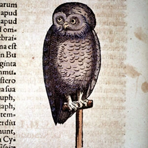Owl - from Historiae animalium by Konrad Gesner, Tiguri, 1555. Private Coll