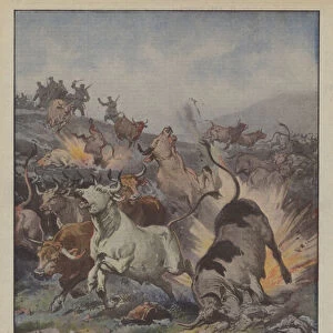 Oxen pushed by the Russians on the cleared land around Premysl and blown up by dynamite... (colour litho)