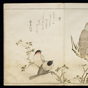 P. 332-1946 Vol. 2 f. 4 An Owl and two Eastern Bullfinches