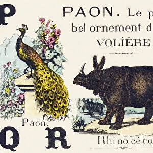 P Q R: Paon, Rhinoceros - Alphabet of the wild animals, 1876 (engraving)