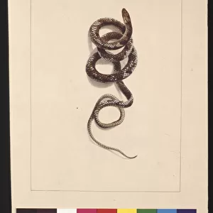 Page 20. Snake No. 1. Now known as a Brown Snake, c. 1789-90 (w / c)