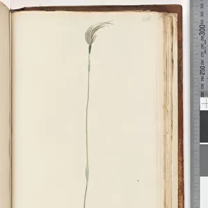 Page 216. Pterostylis nutans? / (glauca) (w / c)