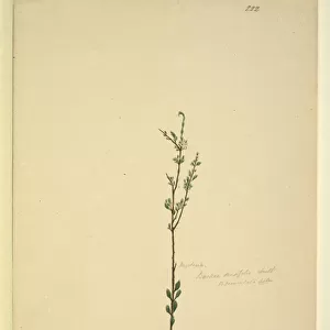 Page 222. Baeckea densifolia, c. 1803-06 (w / c, pen, ink and pencil)