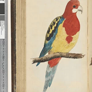 Page 295. The Rozell Parrot, copied from a living bird, exhibited in Dublin Eastern Rosella?, 1810-17 (w / c & manuscript text)