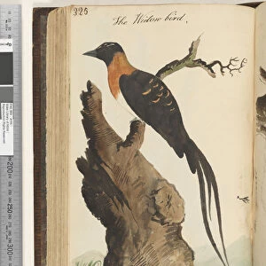 Page 325. The Widow bird, 1810-17 (w / c & manuscript text)