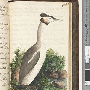 Page 438. The Great Crested Grebe, 1810-17 (w / c & manuscript text)