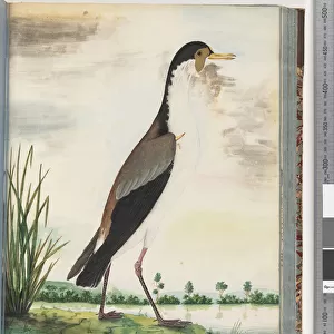 Charadriidae Collection: Spur Winged Lapwing