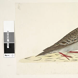 Allies Premium Framed Print Collection: Common Bronzewing