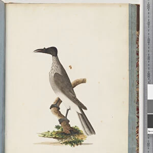 Honeyeaters Antique Framed Print Collection: Noisy Friarbird