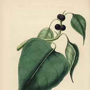 Pagoda fig tree, Bodhi tree or pipal - Sacred fig, Ficus religiosa. Handcoloured zincograph by C. Chabot drawn by Miss M. A. Burnett from her " Plantae Utiliores: or Illustrations of Useful Plants, " Whittaker, London, 1842