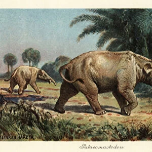 Palaeomastodon, extinct genus of Proboscidea. 1908 (Print)