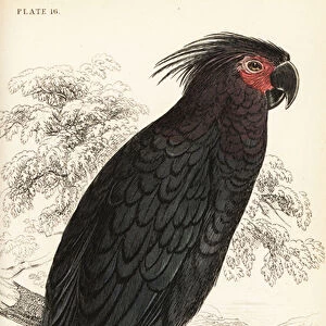 Palm cockatoo, Probosciger aterrimus