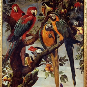 Parrots and other birds Painting by Frans Snyders (1579-1657) 17th century Sun